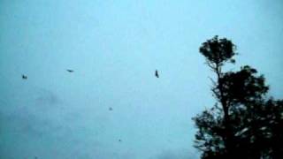 Sydney's giant bats