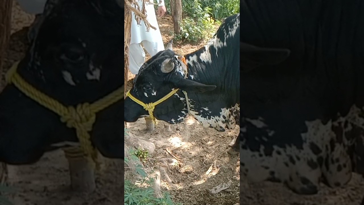 aggressive bull ♉ 🐂#ox #cow - YouTube
