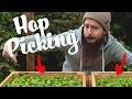 Hop Harvesting Basics (Picking + Drying)