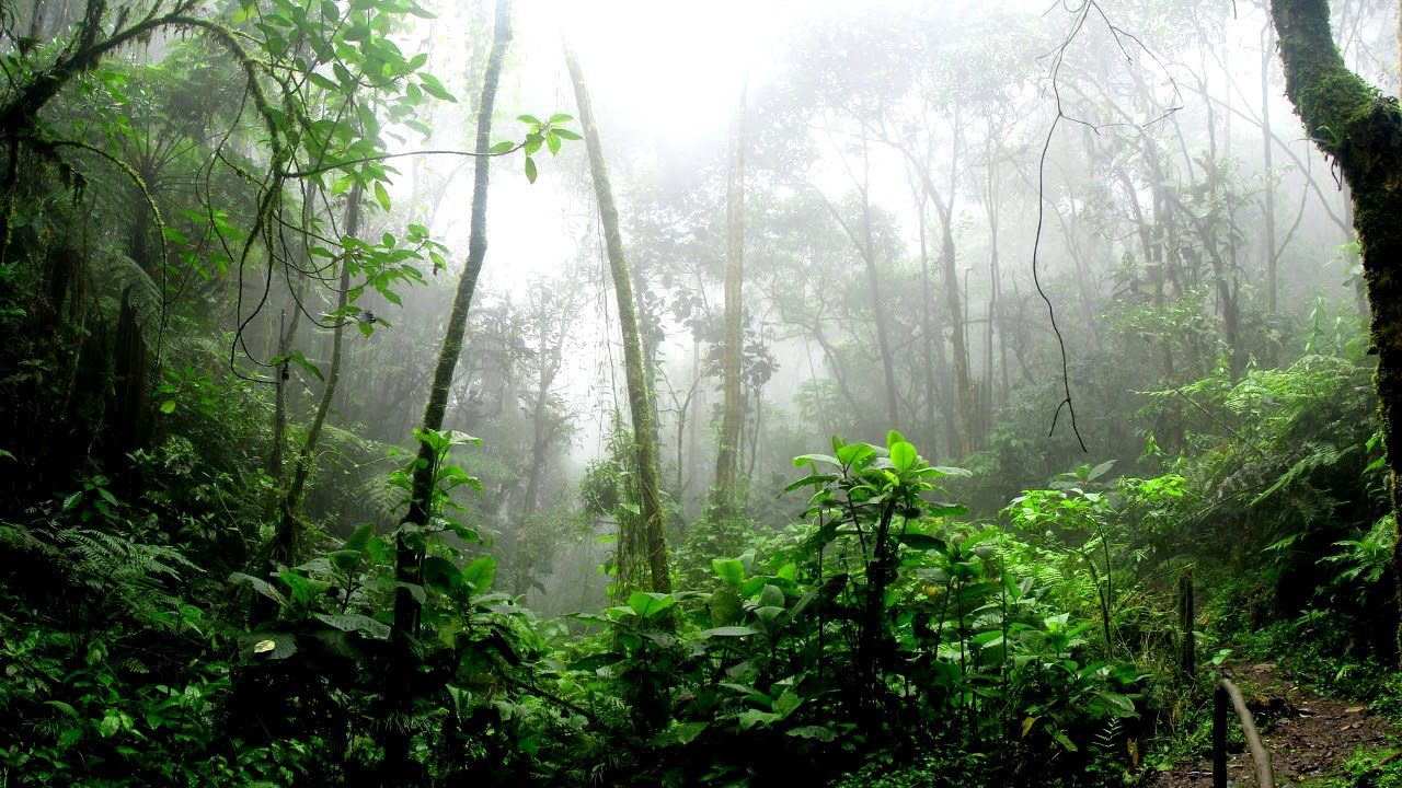 tropical-rain-sound-for-reading-concentration-study-and-working