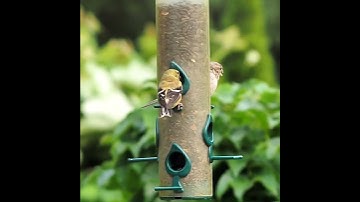 Finches And Sparrows Perching And Eating From A Bird Feeder - Feeders For Small Birds - #shorts