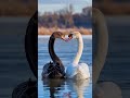 El cisne 🦢  el amor eterno si existe 👩‍❤️‍💋‍👩 #variedomi