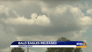 Bald eagles released