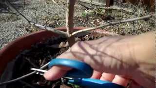 Making of a Green Japanese Maple Bonsai Part I Branch Pruning.mp4