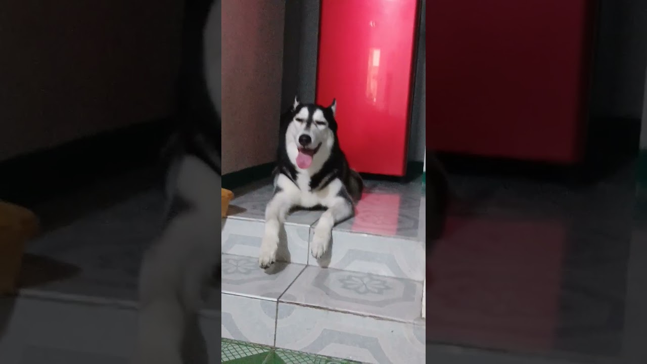 Adorable Husky's Tongue-Out Delight:A Smile That Melts Hearts