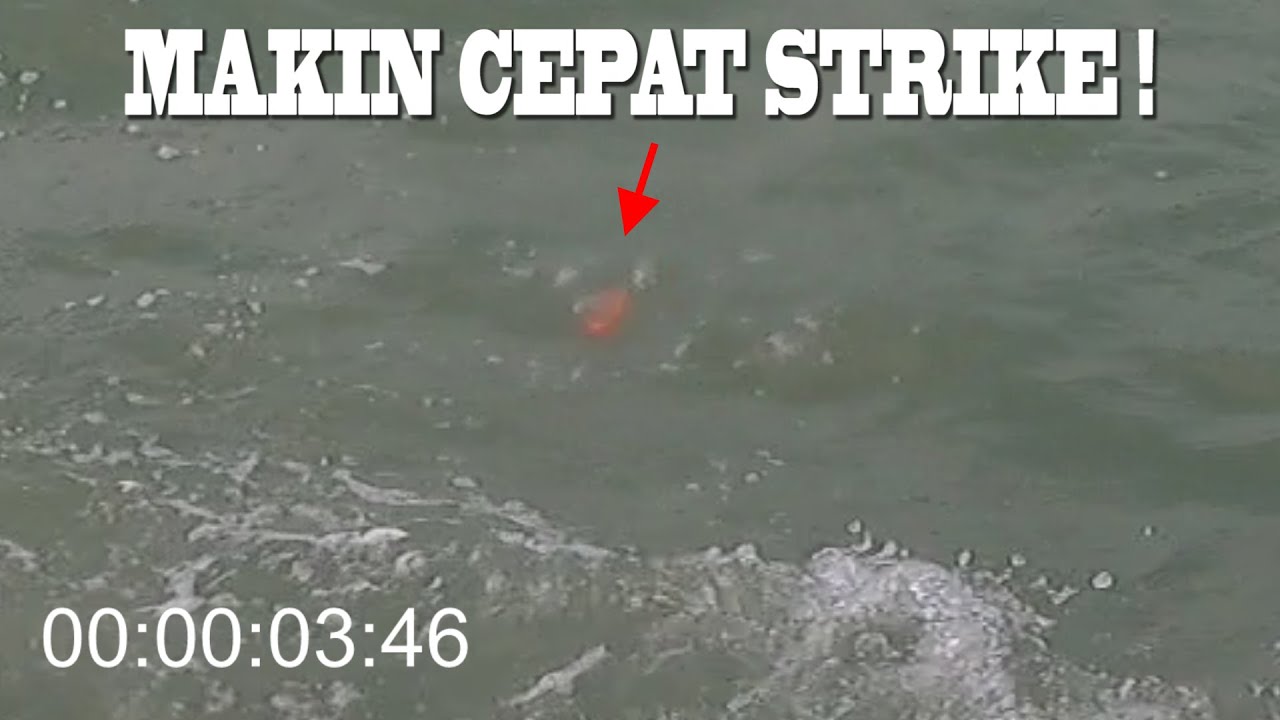 Mancing Belanak Makin Cepat Strike ! Fun & Fast Fishing For Mullets