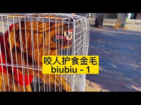 第1集 | 谁说金毛不咬人？