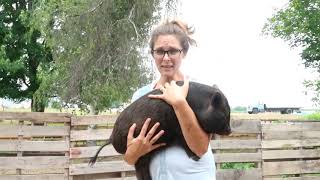How to Hold a Baby Mini Pig Without Squealing