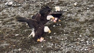 Bald Eagles Fighting Over Lunch Homer Alaska by ComeTravelWithUs 1,000 views 2 months ago 3 minutes, 25 seconds