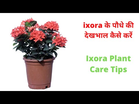 Ixora के पौधे की देखभाल कैसे करें || Ixora Plant Care Tip || #urbangardener