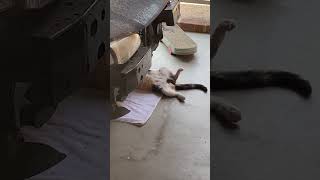 Yes ! the broken piece is here 😃😝😆 mechanic cat