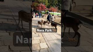 Nara Park 🦌 #nara #narapark