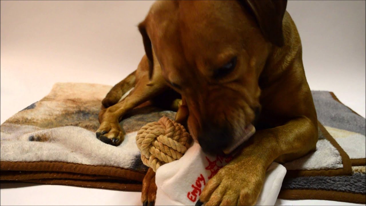 Julie's Bark Box Reveal