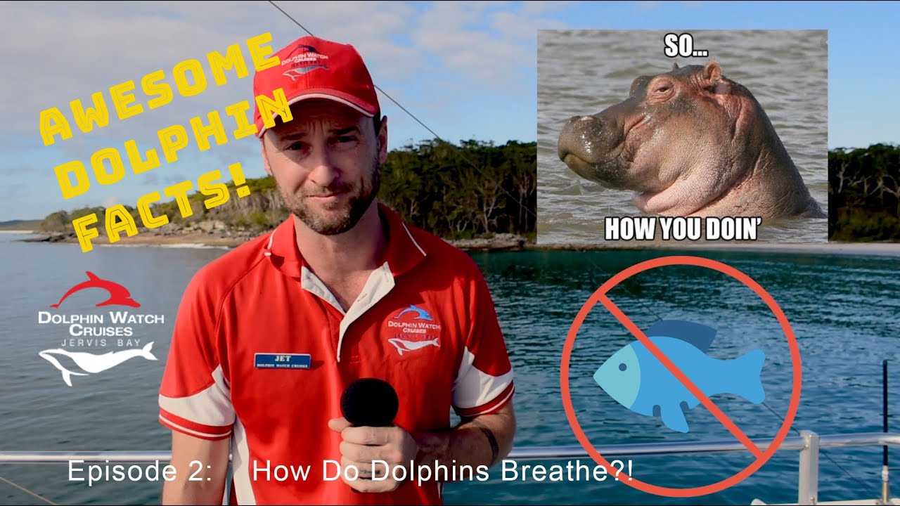 how-do-dolphins-breathe-awesome-dolphin-facts-episode-2-youtube