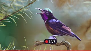 🛑LIVE🎥Hummingbird Nature Sounds - Relaxing Bird Sounds for Sleeping-Calming Birds Chirping Ambience