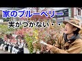 ブルーベリー　正しい苗選び教えます　　　【カーメン君】【園芸】【ガーデニング】