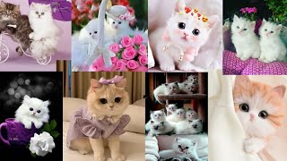 Cute Cat Dp Images || Dpz Pics || Whatsapp Dp Images  ||✨ Beautiful Cat Pics   ll Unique Dps ♥
