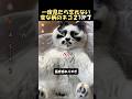 どうなってるの？不思議な柄の猫2#海外 #動物 #funnyanimal
