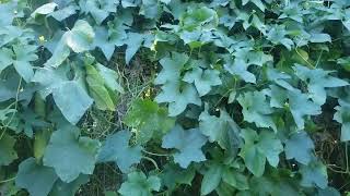 Fall Garden Clearing! #garden #pinaygarden #sunkisseddiary