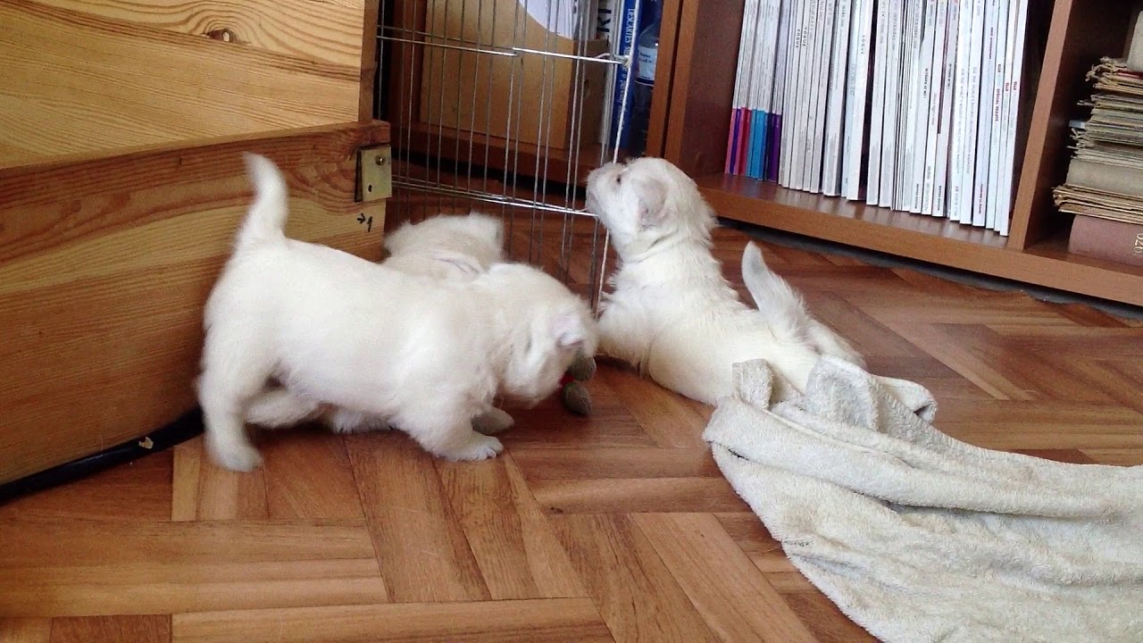 Szczeniaki west highland white terrier pierwszy raz na wolnosci