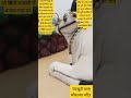 kaushaliya mata mandir chandkhuri view, kaushalya mata ka janm sthan, कौशल्या माता #shorts