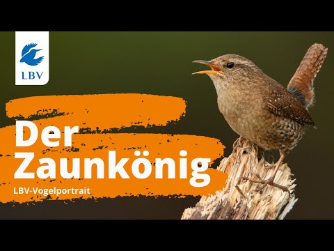 Video: Wie erkenne ich einen Zaunkönig?