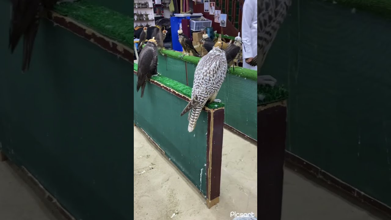 DOHA, Qatar on 16th  September 2025