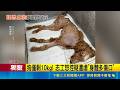三立獨家｜巨型貴賓狗寄養胞姊家 疑遭毒蟲姊夫狠虐亡 控姊夫涉虐狗! 防疫所:等解剖報告送警偵辦｜記者 陳亭汝 廖奕暘｜新聞一把抓20260518｜三立新聞台
