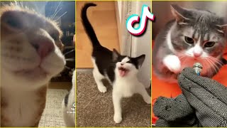 Funny Cats TikTok - Compilation 2024 #10