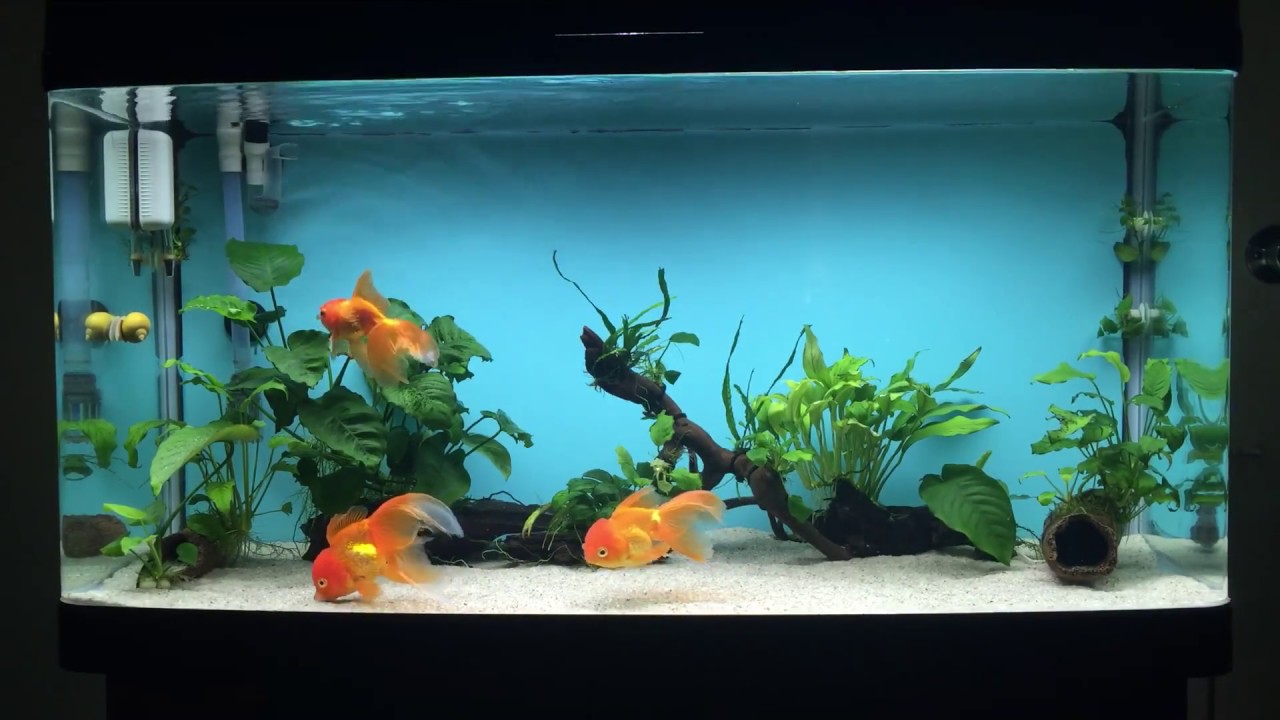 oranda goldfish tank setup