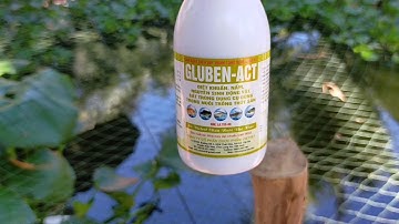 cách thay nước và xử lý nước an toàn hiệu quả cho ao cá sặc rằn trong bể lót bạt _ P6 | minh đoàn tô