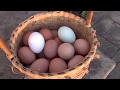 Nesting Box Tips and Tricks- Preventing Dirty or Eaten Eggs