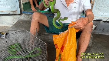 Chuyên gia bắt rắn lục đuôi đỏ cực độc bằng tay độc nhất vô nhị ở việt nam
