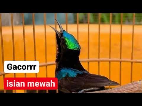 KONIN GACOR FULL ISIAN TEMBAKAN CILILIN RAMBATAN \u0026 CIBLEK ! AMPUH BUAT MASTERAN KOLIBRI NINJA BAHAN