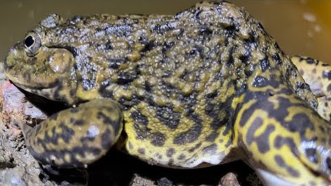 Cắm Câu Ếch Đồng Bao Vây Gò Mã Bắt Con Ếch Bà || Catch the giant frog in the cemetery