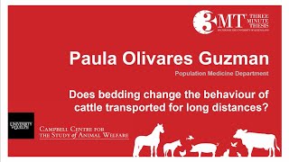 Does bedding change the behaviour of cattle transported for long distances? | P. Olivares