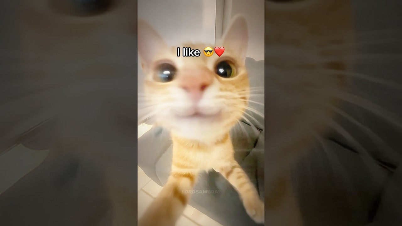 I don’t like tomatoes 🍅