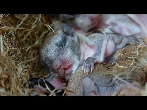 Video: Sóc bay: loài gặm nhấm bay lượn