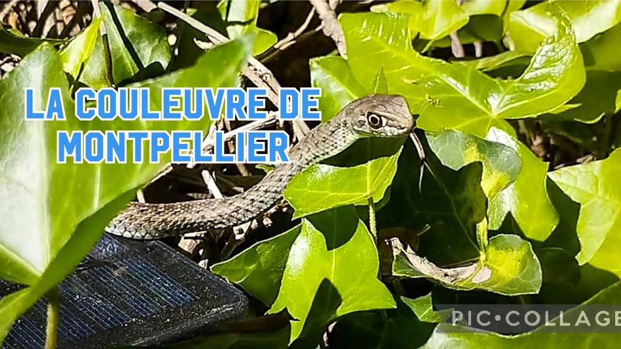 Vidéo sur LA COULEUVRE DE MONTPELLIER YouTube — free download