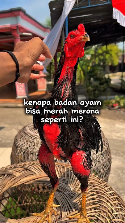KENAPA BADAN AYAM BISA MERAH? #sundafarm