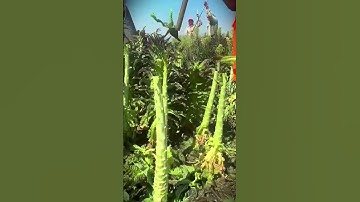 This simple smart tool is very effective for removing lettuce leaves #shorts