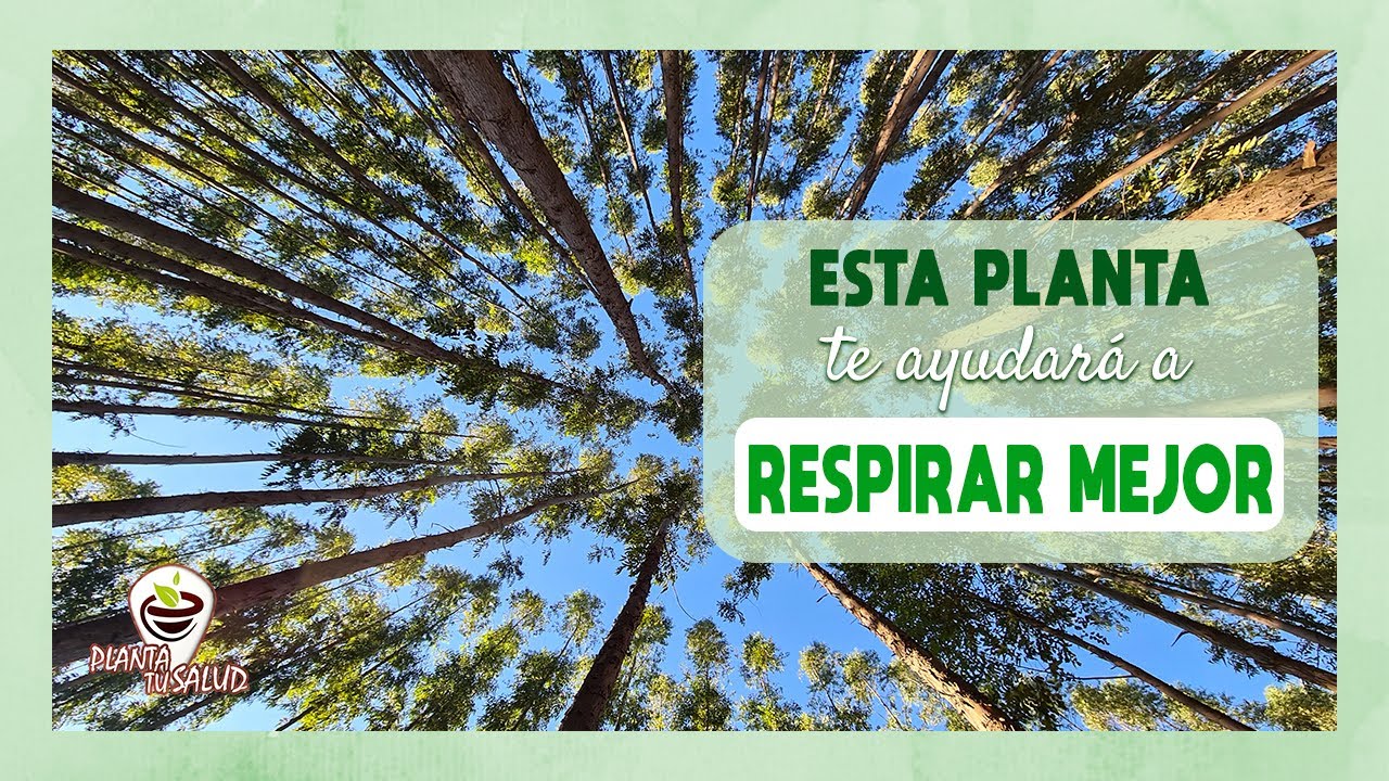 El SECRETO de los vahos de EUCALIPTO... YouTube