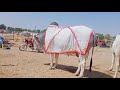 sibi Mela 2021 bhagnari bull