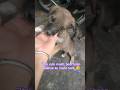 cute puppy masti karte hue 🐶🤣#shorts #streetpuppy #puppy #fyp