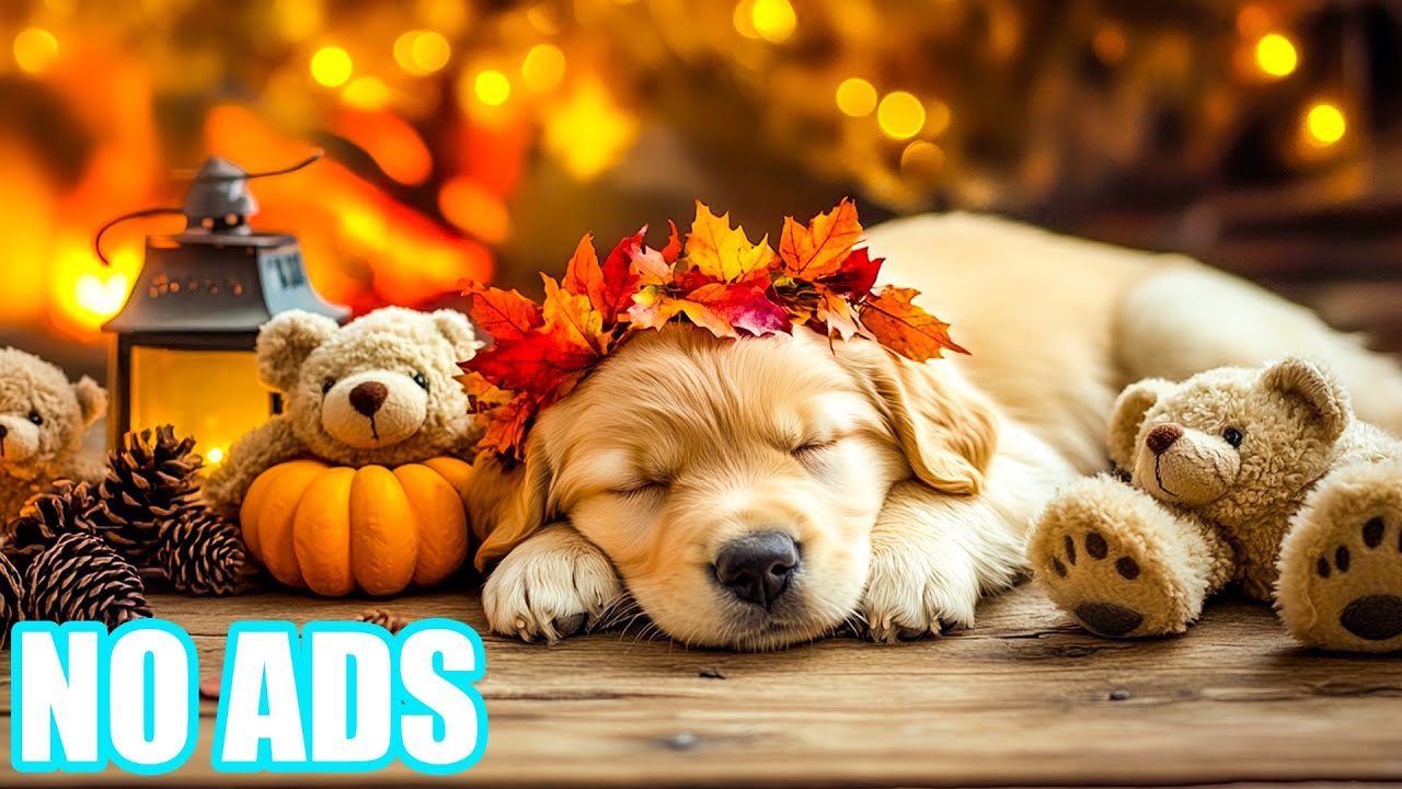 12 Stunden Entspannungs- und Ruhemusik für Hunde 🔊 Ruhige Instrumentalmusik zur Stressreduzierung