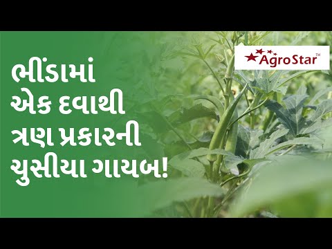 Okra sucking pest control ભીંડામાં કથીરી, સફેદ માખી અને લીલી પોપટી એક દવાથી કરો નિયંત્રણ !  #Shorts - Okra sucking pest control ભીંડામાં કથીરી, સફેદ માખી અને લીલી પોપટી એક દવાથી કરો નિયંત્રણ !  #Shorts