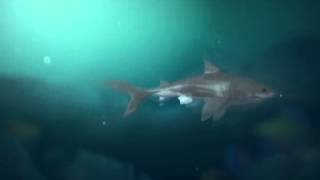 Lost Secret Of Atlantis - online casino slots - jeu de machine à sous screenshot 4