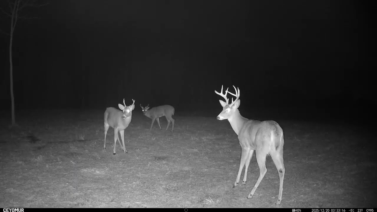 December 2025 Wildlife Deer Buck Bobcat