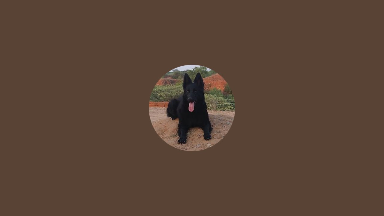 my-all-dogs-feeding-time-youtube