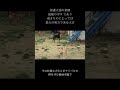 ポチパパがドッグトレーナーとして 活動するきっかけとなった存在 長男『アキラ』の物語 #shorts #ポチパパ #ポチパパ